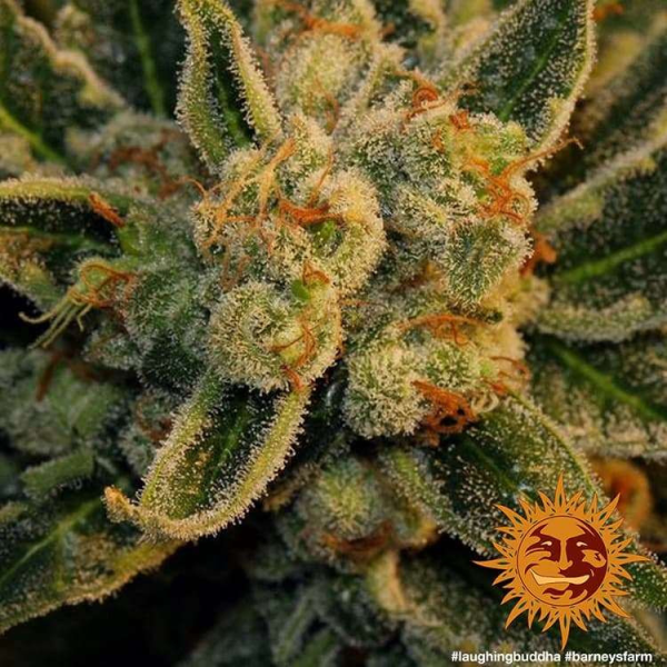 Laughing Buddha - BARNEY’S FARM | TanieSianie.pl