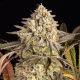 Blue Sunset Sherbert - BIOGENETIC | TanieSianie.pl