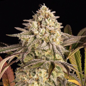 Blue Sunset Sherbert - BIOGENETIC | TanieSianie.pl