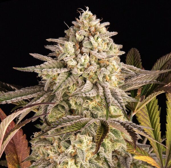 Blue Sunset Sherbert - BIOGENETIC | TanieSianie.pl