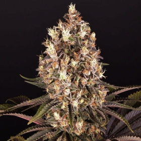 BlueBerry OG - BIOGENETIC | TanieSianie.pl