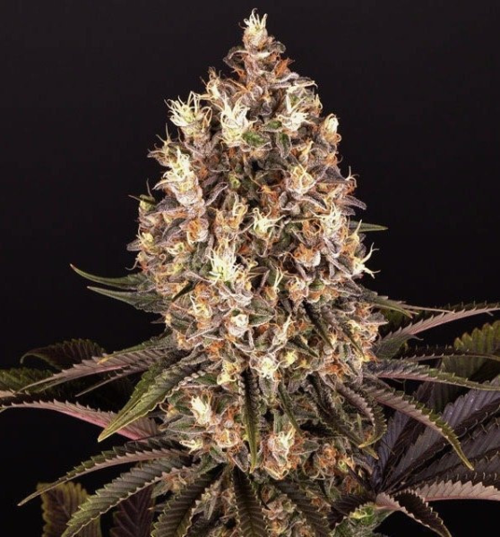 BlueBerry OG - BIOGENETIC | TanieSianie.pl