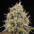 Bruce Banger - BIOGENETIC