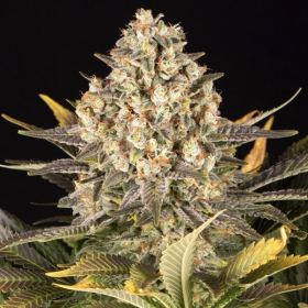 Cookies Cake - BIOGENETIC | TanieSianie.pl