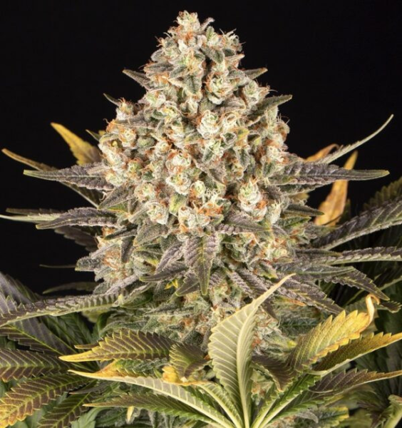 Cookies Cake - BIOGENETIC | TanieSianie.pl