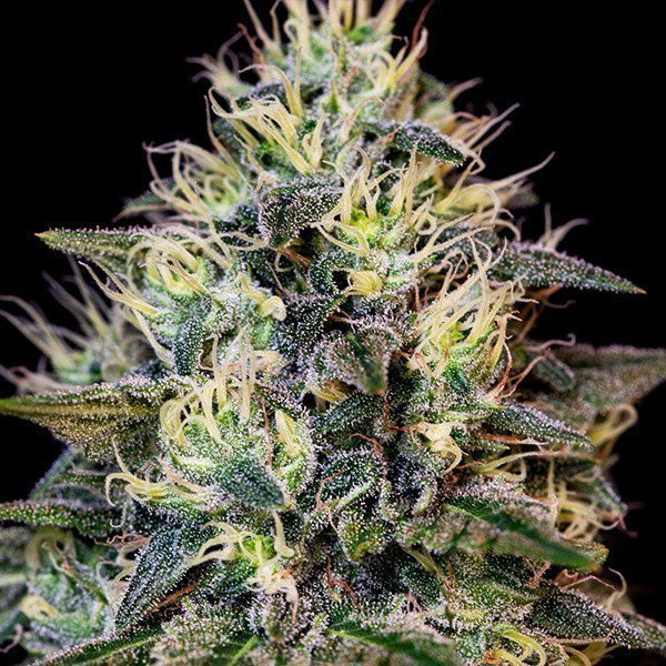 Gelato Cookies - BIOGENETIC | TanieSianie.pl