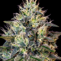 Gelato Cookies - BIOGENETIC