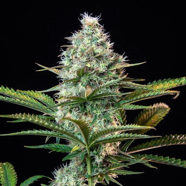 Gelato Zkittlez - BIOGENETIC | TanieSianie.pl