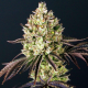 Gorilla Glue - BIOGENETIC | TanieSianie.pl