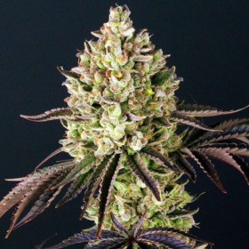 Gorilla Glue - BIOGENETIC | TanieSianie.pl