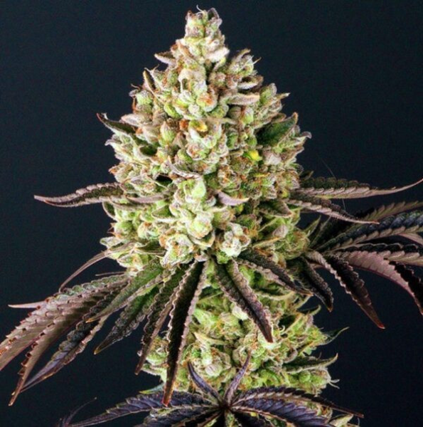 Gorilla Glue - BIOGENETIC | TanieSianie.pl