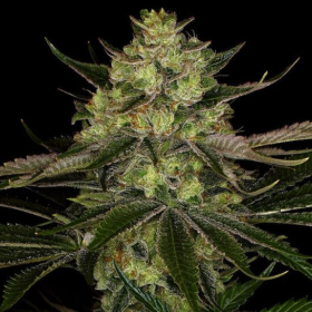 Gorilla Zkittlez - BIOGENETIC | TanieSianie.pl