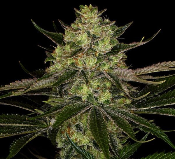 Gorilla Zkittlez - BIOGENETIC | TanieSianie.pl
