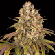 Lemon Tree - BIOGENETIC | TanieSianie.pl