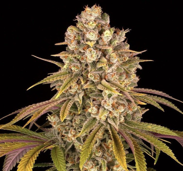 Lemon Tree - BIOGENETIC | TanieSianie.pl