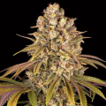 Lemon Tree - BIOGENETIC