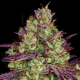 Mimosa Evo - BIOGENETIC | TanieSianie.pl