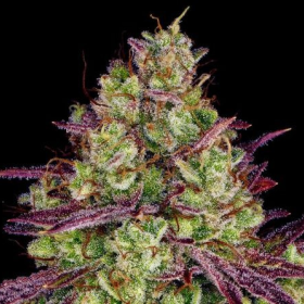 Mimosa Evo - BIOGENETIC | TanieSianie.pl