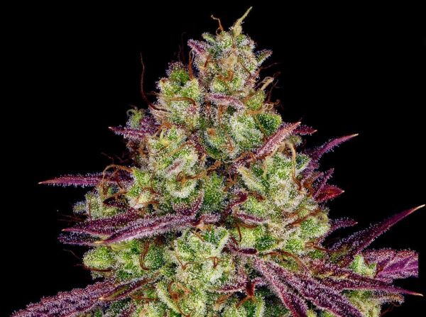 Mimosa Evo - BIOGENETIC | TanieSianie.pl