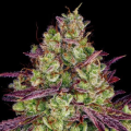 Mimosa Evo - BIOGENETIC