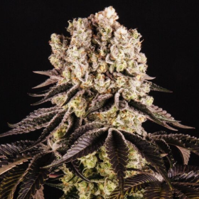 Purple Punch - BIOGENETIC | TanieSianie.pl