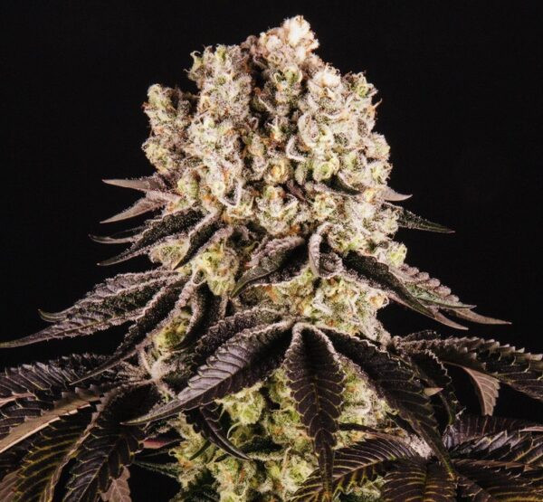 Purple Punch - BIOGENETIC | TanieSianie.pl