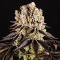 Purple Punch - BIOGENETIC