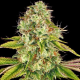 Wedding Cake - BIOGENETIC | TanieSianie.pl