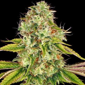 Wedding Cake - BIOGENETIC | TanieSianie.pl