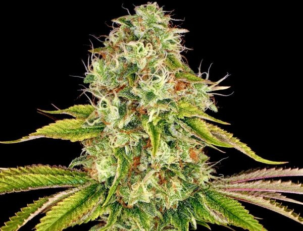 Wedding Cake - BIOGENETIC | TanieSianie.pl