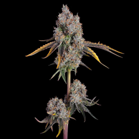 Candy Games #25 - HAPPY VALLEY GENETICS | TanieSianie.pl