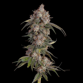 Game Over - HAPPY VALLEY GENETICS | TanieSianie.pl