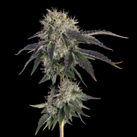 Baller's Game - HAPPY VALLEY GENETICS | TanieSianie.pl