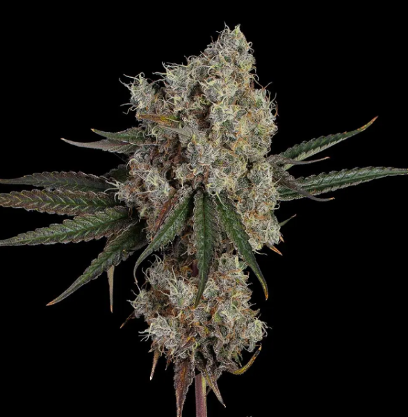 Another Level - HAPPY VALLEY GENETICS | TanieSianie.pl