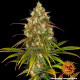 Liberty Haze - BARNEY’S FARM | TanieSianie.pl