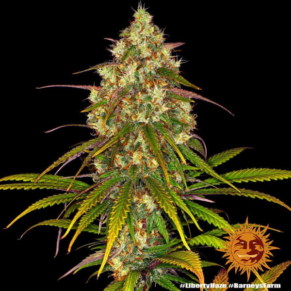 Liberty Haze - BARNEY’S FARM | TanieSianie.pl