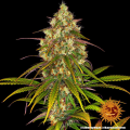 Liberty Haze - BARNEY’S FARM