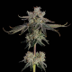 Sweet 16 - HAPPY VALLEY GENETICS | TanieSianie.pl