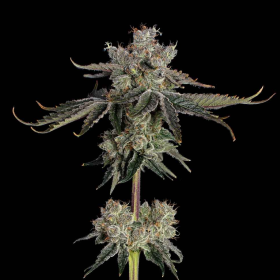 Sweet 16 - HAPPY VALLEY GENETICS | TanieSianie.pl