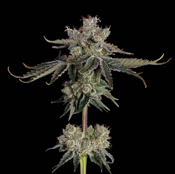 Sweet 16 - HAPPY VALLEY GENETICS | TanieSianie.pl