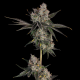 Knockout - HAPPY VALLEY GENETICS | TanieSianie.pl