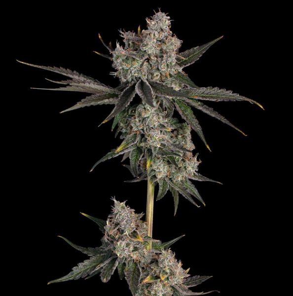 Knockout - HAPPY VALLEY GENETICS | TanieSianie.pl