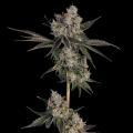 Knockout - HAPPY VALLEY GENETICS