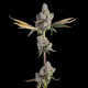 Overtime - HAPPY VALLEY GENETICS | TanieSianie.pl