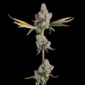 Overtime - HAPPY VALLEY GENETICS | TanieSianie.pl