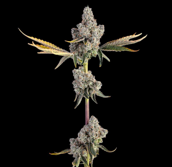 Overtime - HAPPY VALLEY GENETICS | TanieSianie.pl