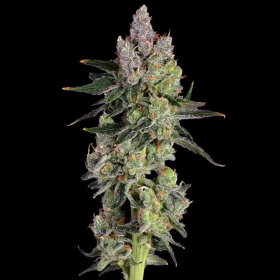 Equilibrium - HAPPY VALLEY GENETICS | TanieSianie.pl