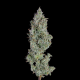 Pineapple Diesel Auto - HAPPY VALLEY GENETICS | TanieSianie.pl