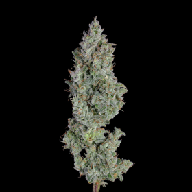 Pineapple Diesel Auto - HAPPY VALLEY GENETICS | TanieSianie.pl