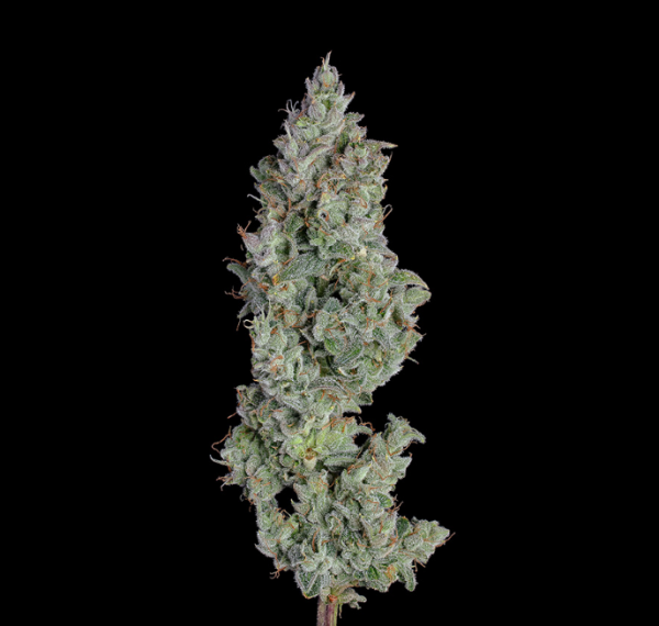Pineapple Diesel Auto - HAPPY VALLEY GENETICS | TanieSianie.pl